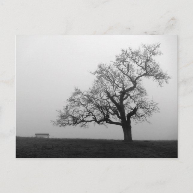 Cartão Postal Árvore e Banco de Nevoeiro (Frente)