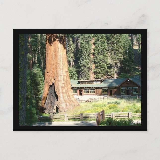 Cartão Postal Árvore e museu (Frente)