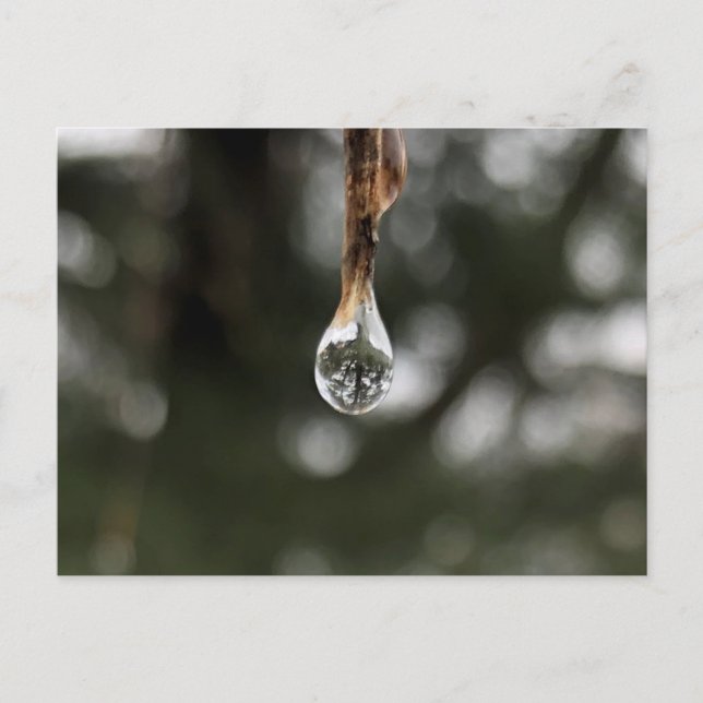 Cartão Postal Árvore em cartão-postal com gota-água (Frente)