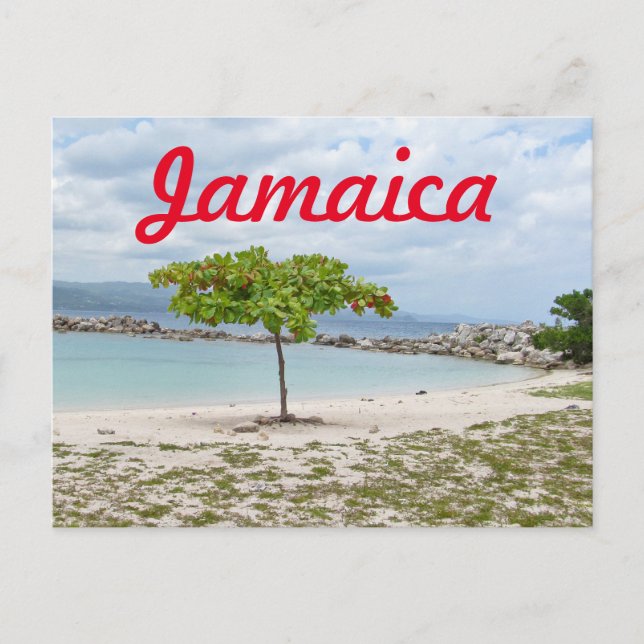 CARTÃO POSTAL ÁRVORE EM PRAIA SECUNDÁRIA EM JAMAICA (Frente)