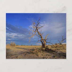 Cartão Postal Árvore Espinho de Camelo Morto (Acacia Erioloba)