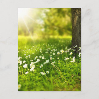 Cartão Postal Árvore Flor da Floresta primavera