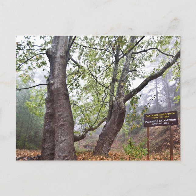 Cartão Postal Árvore florestal de Chipre natureza florestal anti (Frente)