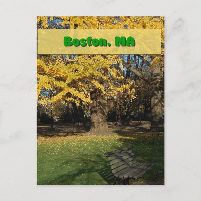Cartão Postal Árvore Gingko Amarela (Frente)