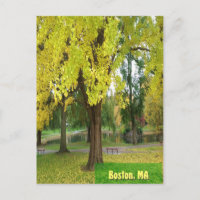 Árvore Gingko Amarela - Jardim Público de Boston