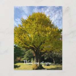 Cartão Postal Árvore Ginkgo de Amarelo Ouro