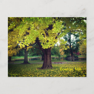 Cartão Postal Árvore Ginkgo no Jardim Público de Boston