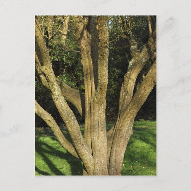 Cartão Postal Árvore iluminada por sol (Frente)