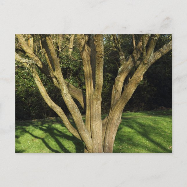 Cartão Postal Árvore iluminada por sol (Frente)