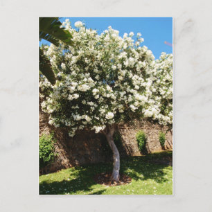 Cartão Postal Árvore Jasmine