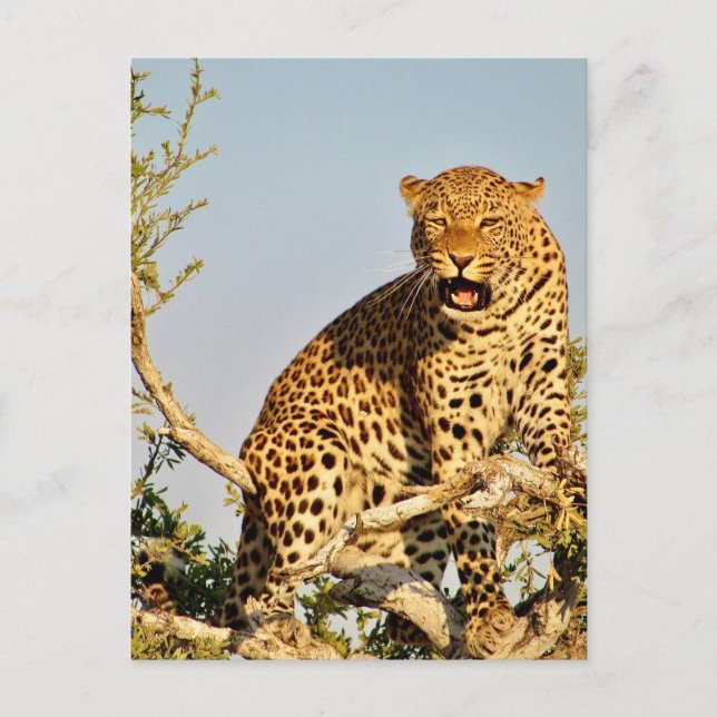 Cartão Postal árvore leopardo (Frente)
