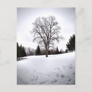 Cartão Postal Árvore na Paisagem Início da Primavera Neve