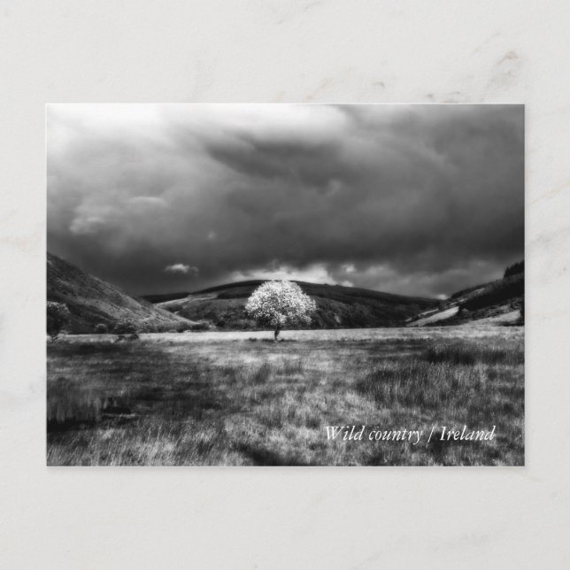 Cartão Postal Árvore no campo (Frente)