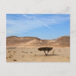 Cartão Postal Árvore no deserto, sul do Sinai, Egito