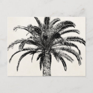 Cartão Postal Árvore Palm da Ilha Tropical de Preto e Branco