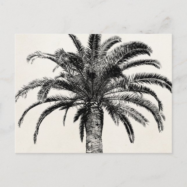 Cartão Postal Árvore Palm da Ilha Tropical de Preto e Branco (Frente)