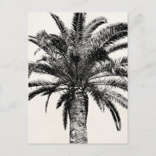 Cartão Postal Árvore Palm da Ilha Tropical de Preto e Branco