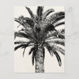 Cartão Postal Árvore Palm da Ilha Tropical de Preto e Branco