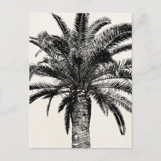 Cartão Postal Árvore Palm da Ilha Tropical de Preto e Branco (Frente)