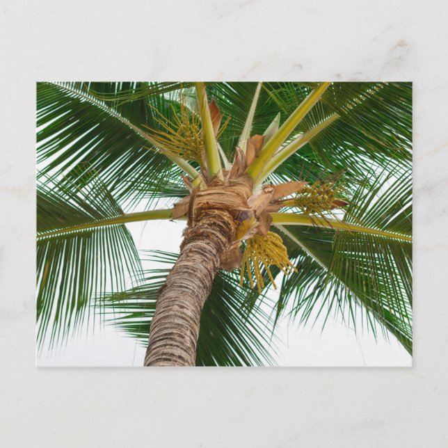 Cartão Postal Árvore Palm de Baixo (Frente)