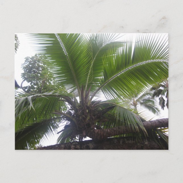 Cartão Postal Árvore Palm Havaiana Fechar (Frente)
