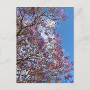 Cartão Postal Árvore púrpura de Jacaranda