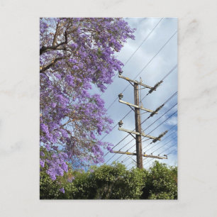 Cartão Postal Árvore púrpura de Jacaranda