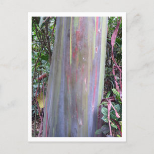 Cartão Postal Árvore Rainbow Eucalyptus