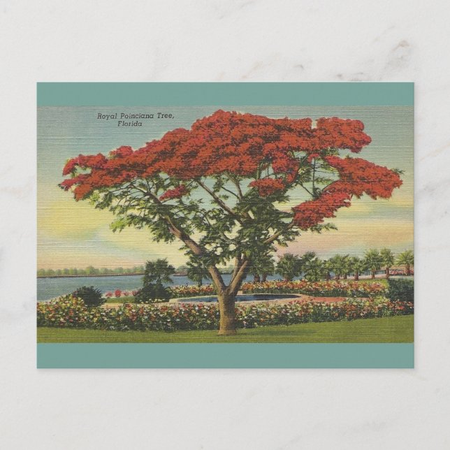 Cartão Postal Árvore Real Poinciana da Flórida (Frente)