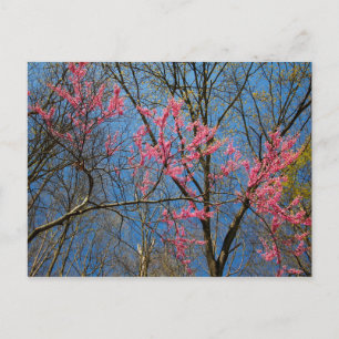 Cartão Postal Árvore Redbud (Cercis) Saindo em Primavera