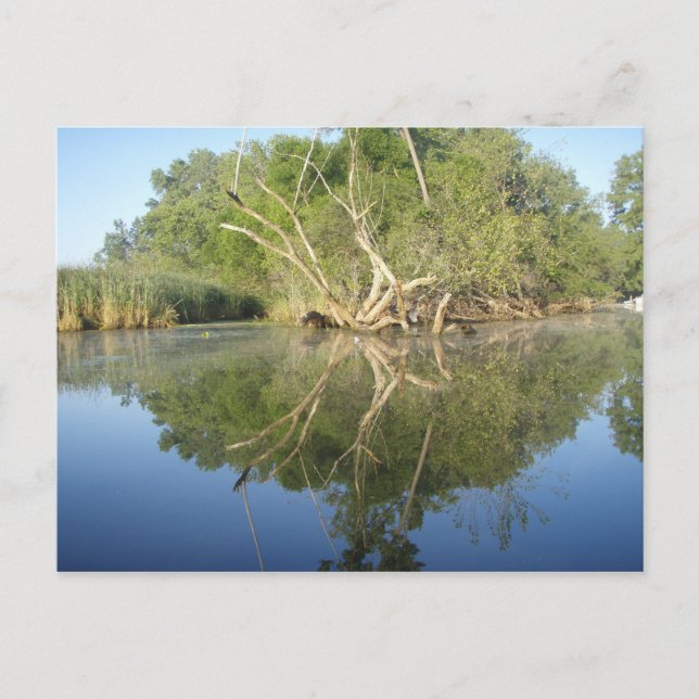 Cartão Postal Árvore Reflexo (Frente)