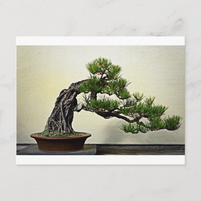 Cartão Postal Árvore Root Over Rock Pine Bonsai (Frente)