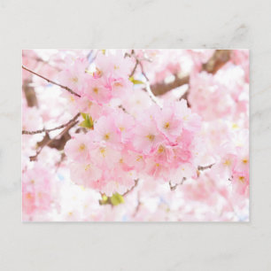 Cartão Postal Árvore Rosa Flor de Cerejeira