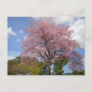 Cartão Postal Árvore rosa Poui sobre Harris Promenade San Fernan