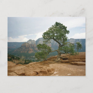 Cartão Postal Árvore Sedona