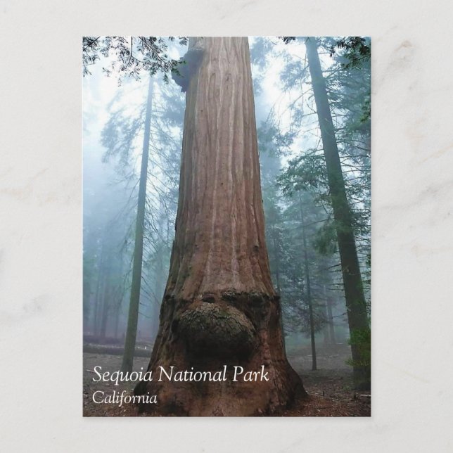 Cartão Postal Árvore Sequoia Gigante em Grant Grove, Cartão-post (Frente)