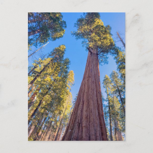 Cartão Postal Árvore Sequoia Gigante sob o Sol (Frente)