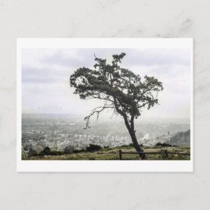 Cartão Postal Árvore Solitária Danada