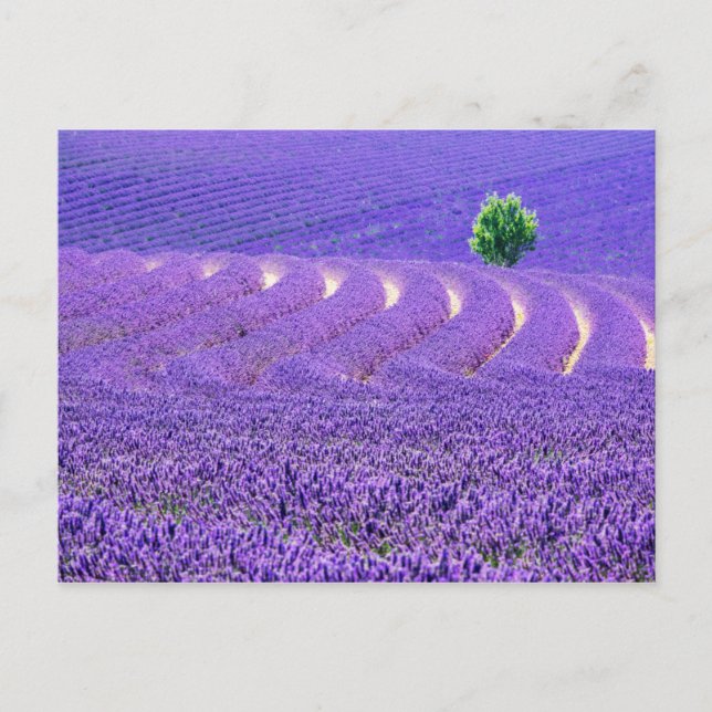 Cartão Postal Árvore solitária no campo da Lavanda, França (Frente)
