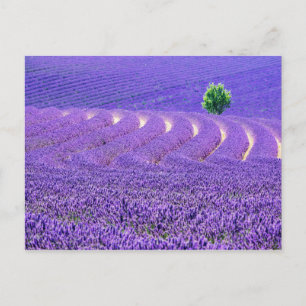 Cartão Postal Árvore solitária no campo de lavanda, França