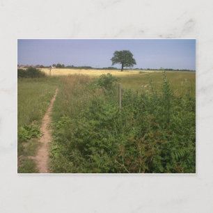 Cartão Postal árvore solitário