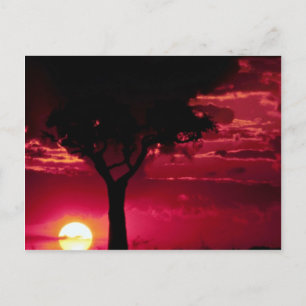 Cartão Postal Árvore Sunset e Balanites em Masai Mara Game Rese