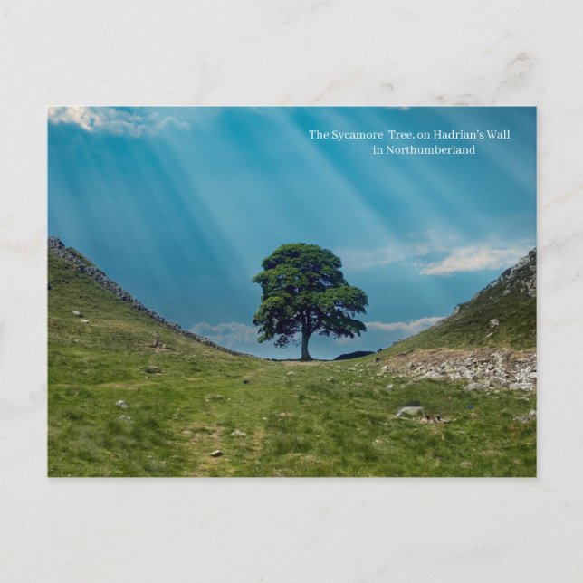 Cartão Postal Árvore Sycamore (Frente)