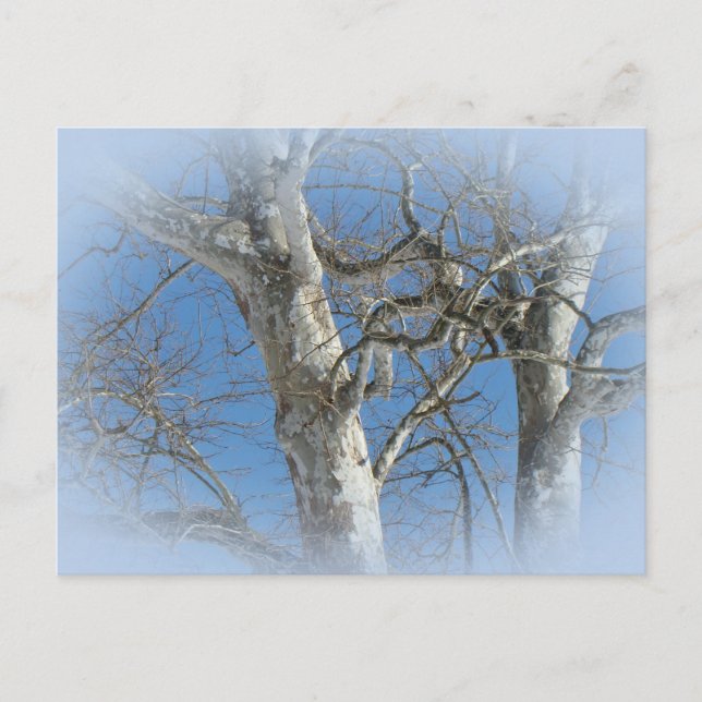Cartão Postal Árvore Sycamore Contra Itens Do Céu De Inverno (Frente)