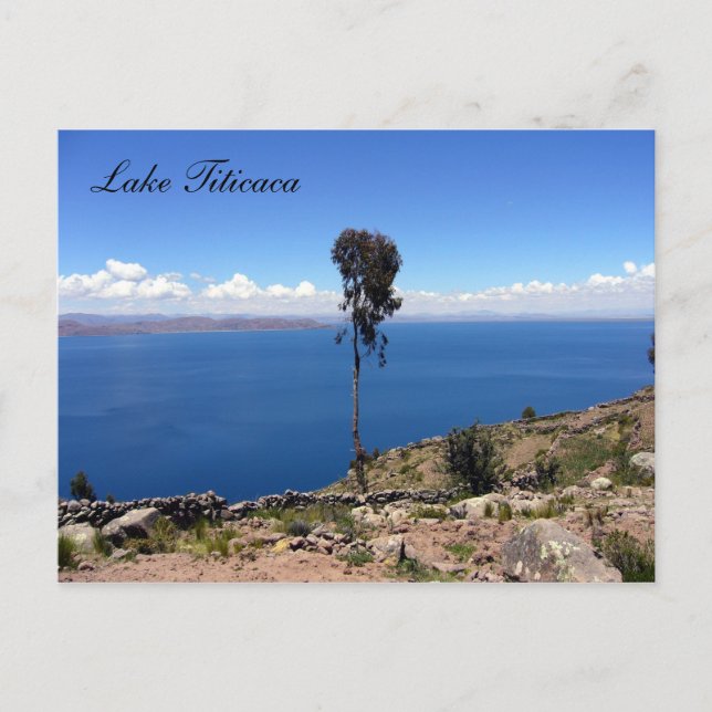 Cartão Postal árvore taquilo (Frente)