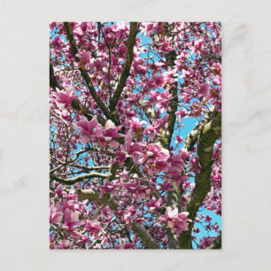 Cartão Postal Árvore Tulip