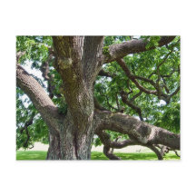 Árvore velha grande