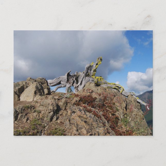 Cartão Postal árvore velha numa montanha (Frente)