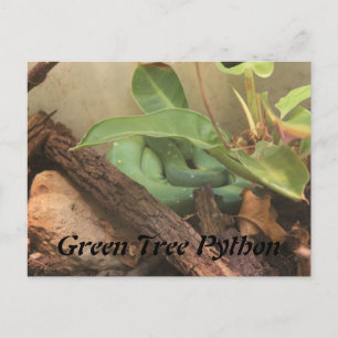 Cartão Postal Árvore Verde Python