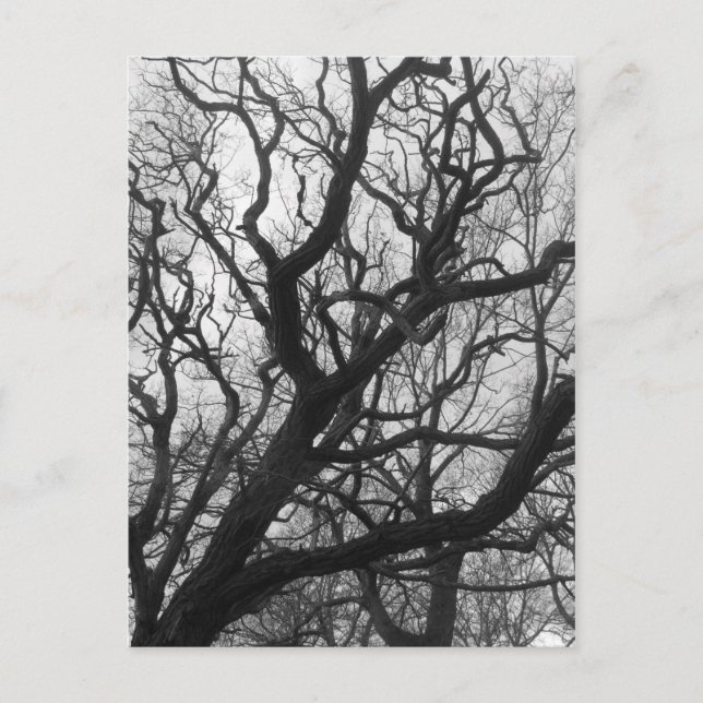 Cartão Postal Árvores (Frente)